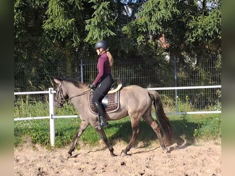 Konik Gelding 3 years 13,3 hh Dun in FORST