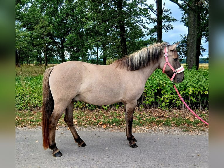 Konik Gelding 3 years 13,1 hh Dun in Forst