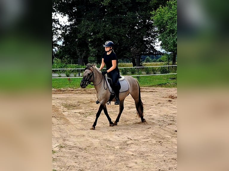 Konik Gelding 3 years 13,1 hh Dun in Forst