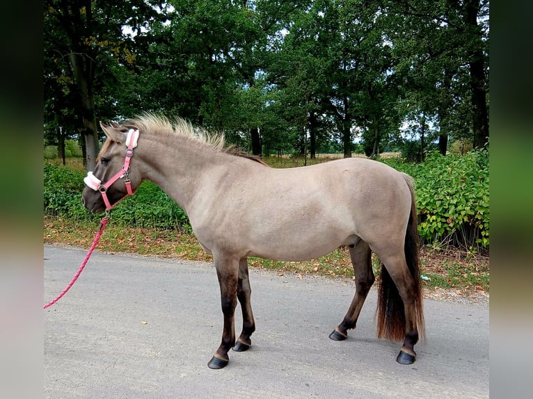 Konik Gelding 3 years 13,1 hh Dun in Forst