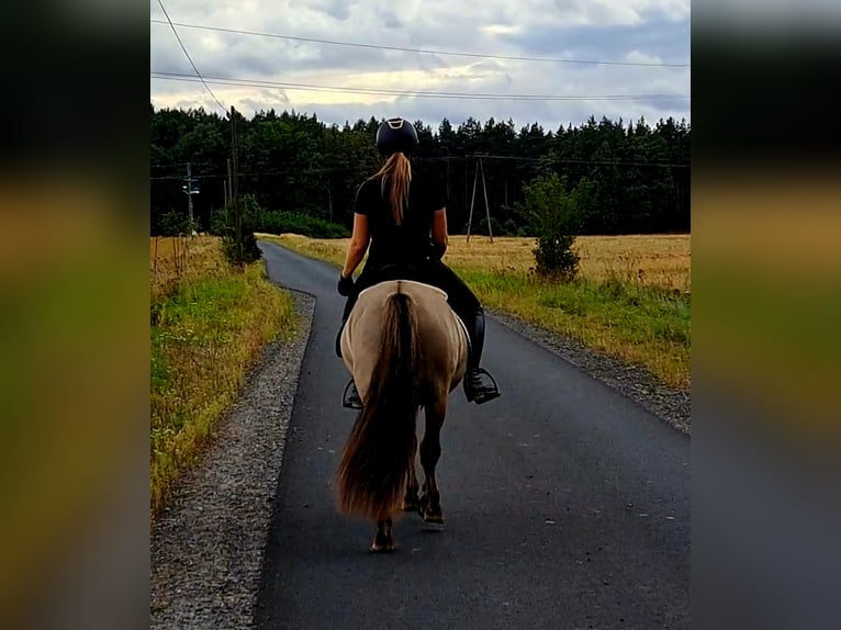 Konik Gelding 3 years 13,1 hh Dun in Forst