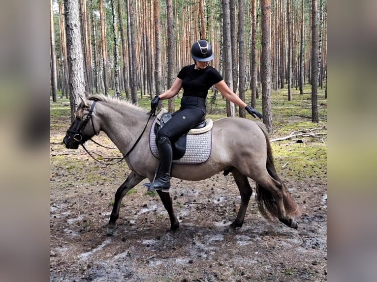 Konik Gelding 3 years 13,1 hh Dun in Forst
