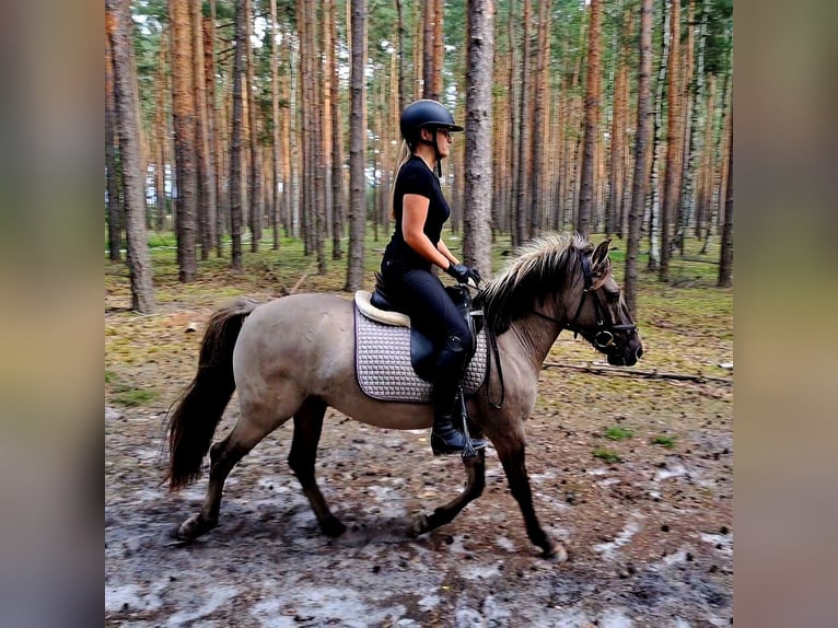 Konik Gelding 3 years 13,1 hh Dun in Forst