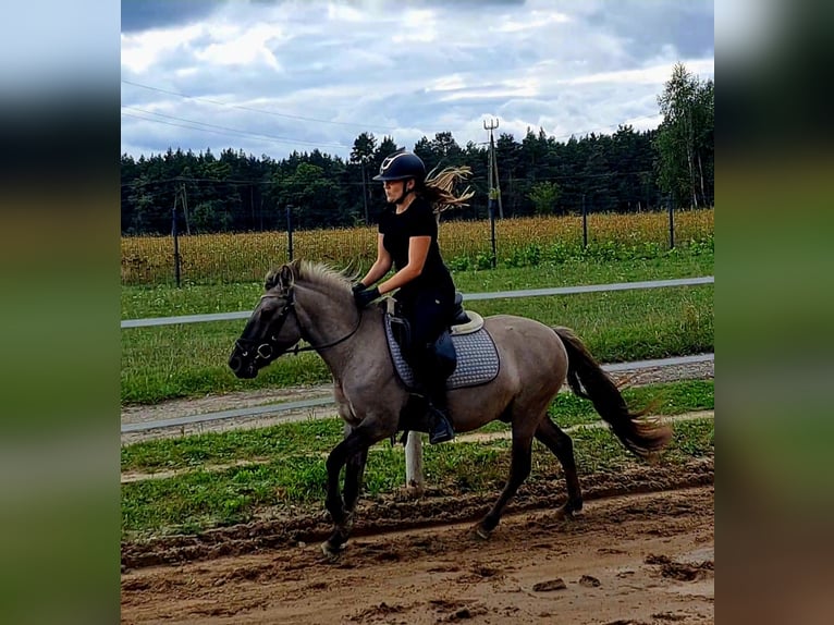 Konik Gelding 3 years 13,1 hh Dun in Forst