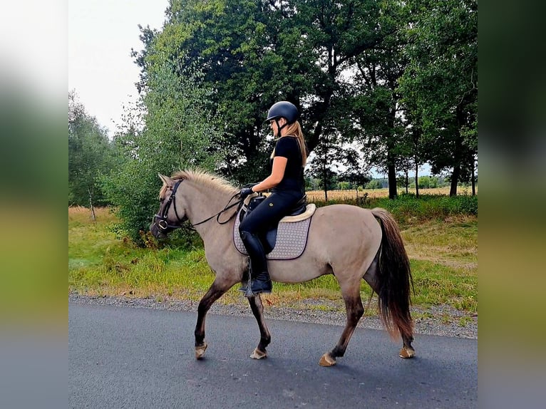 Konik Gelding 3 years 13,1 hh Dun in Forst