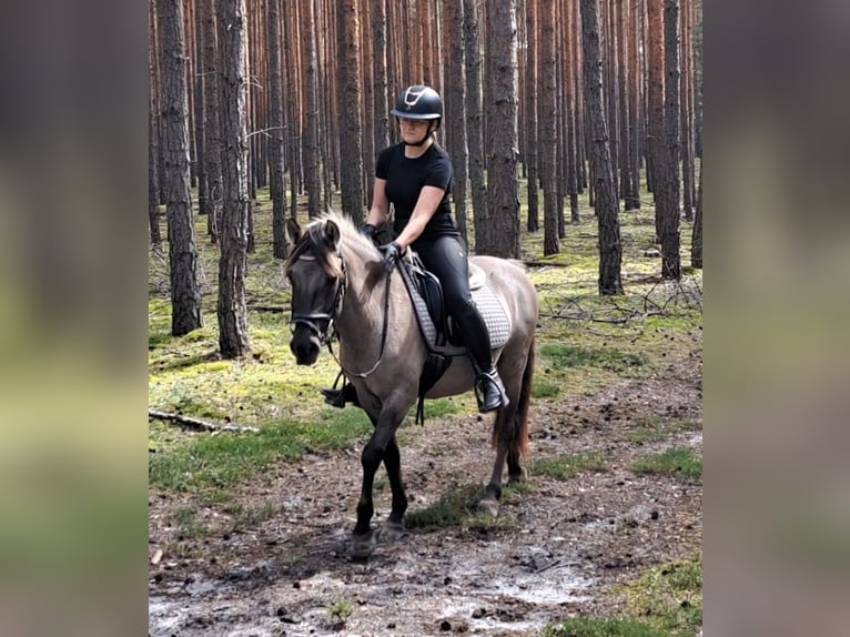 Konik Gelding 3 years 13,1 hh Dun in Forst