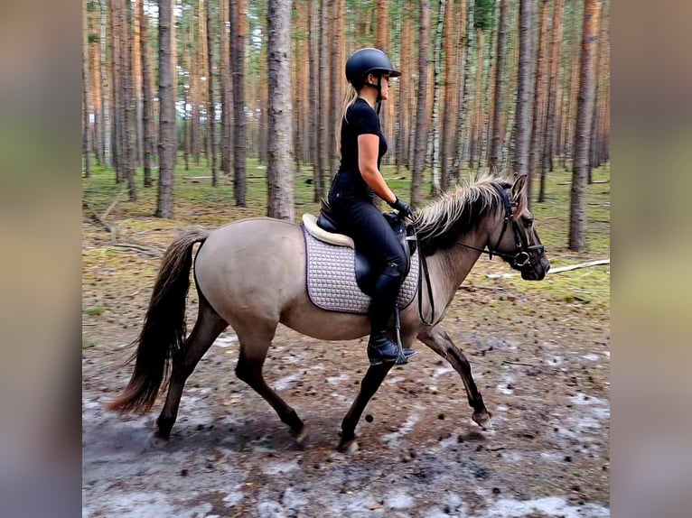 Konik Gelding 3 years 13,1 hh Dun in Forst