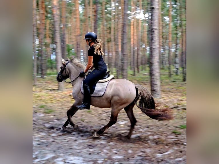Konik Gelding 3 years 13,1 hh Dun in Forst