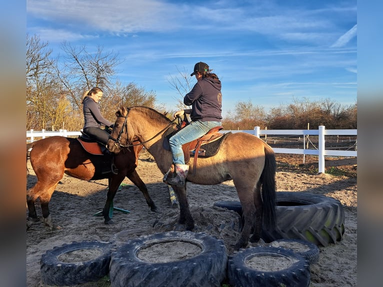 Konik Gelding 3 years 13,3 hh Dun in Forst