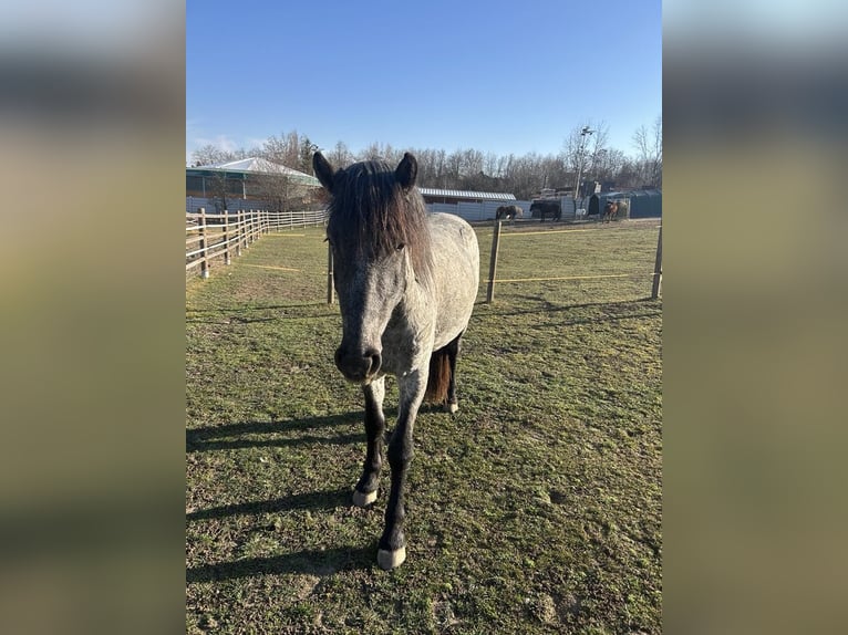 Konik Mix Gelding 3 years 14,2 hh Roan-Blue in Zlat&#xE9; Moravc&#xE9;