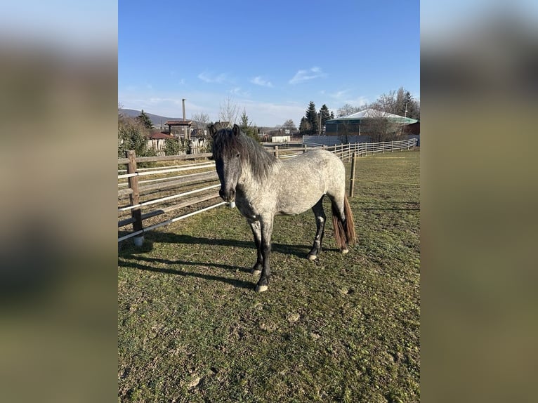 Konik Mix Gelding 3 years 14,2 hh Roan-Blue in Zlat&#xE9; Moravc&#xE9;