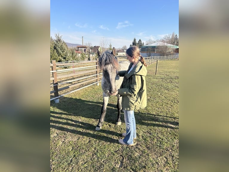 Konik Mix Gelding 3 years 14,2 hh Roan-Blue in Zlat&#xE9; Moravc&#xE9;