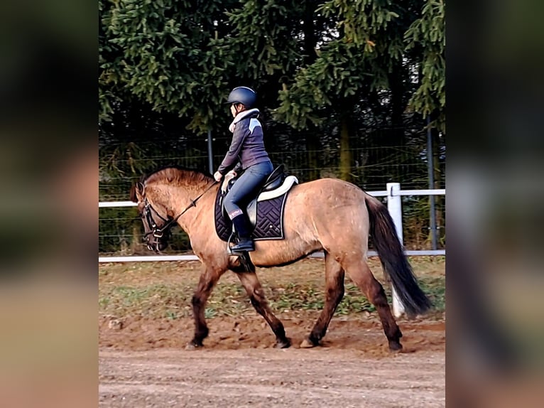 Konik Gelding 3 years 14,1 hh Dun in Forst