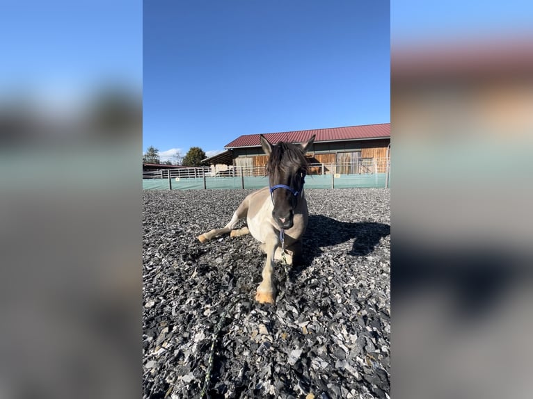 Konik Mix Gelding 3 years 14,1 hh Pinto in Laufen