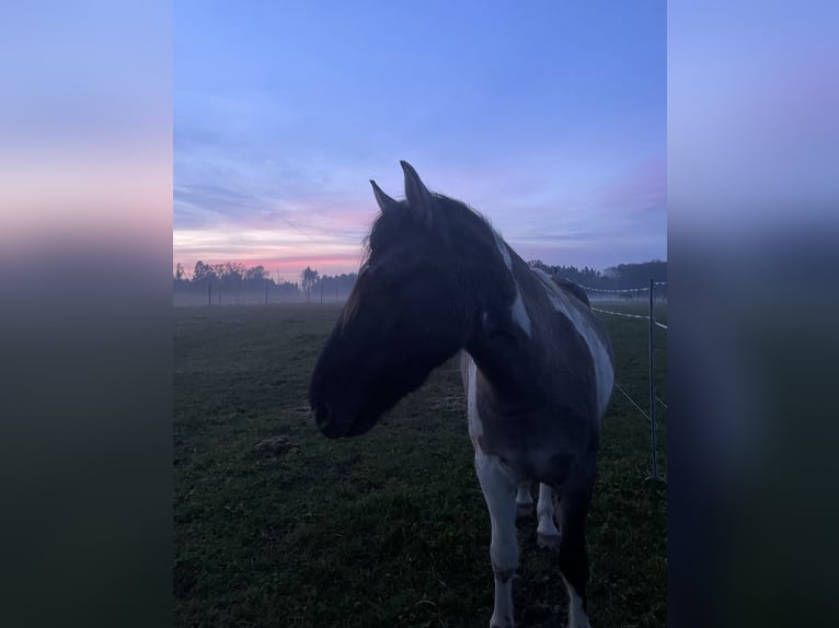 Konik Mix Gelding 3 years 14,1 hh Pinto in Laufen
