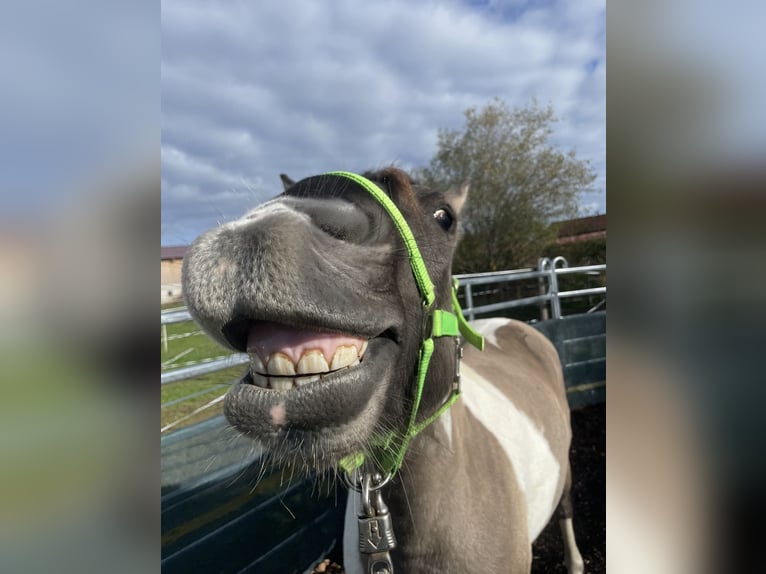Konik Mix Gelding 3 years 14,1 hh Pinto in Laufen