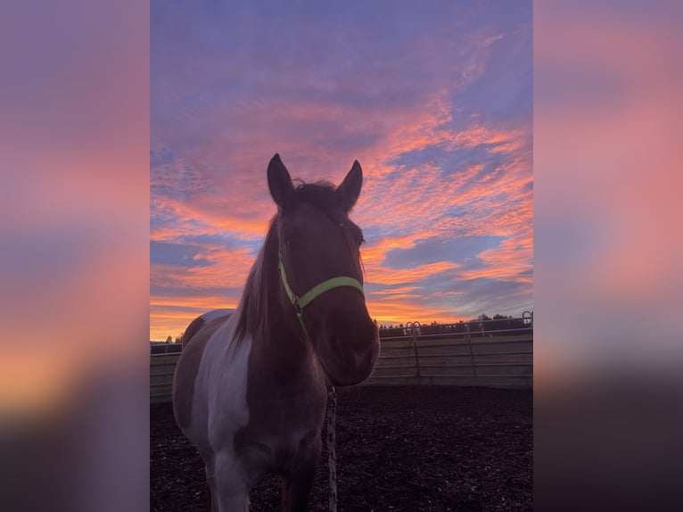 Konik Mix Gelding 3 years 14,1 hh Pinto in Laufen