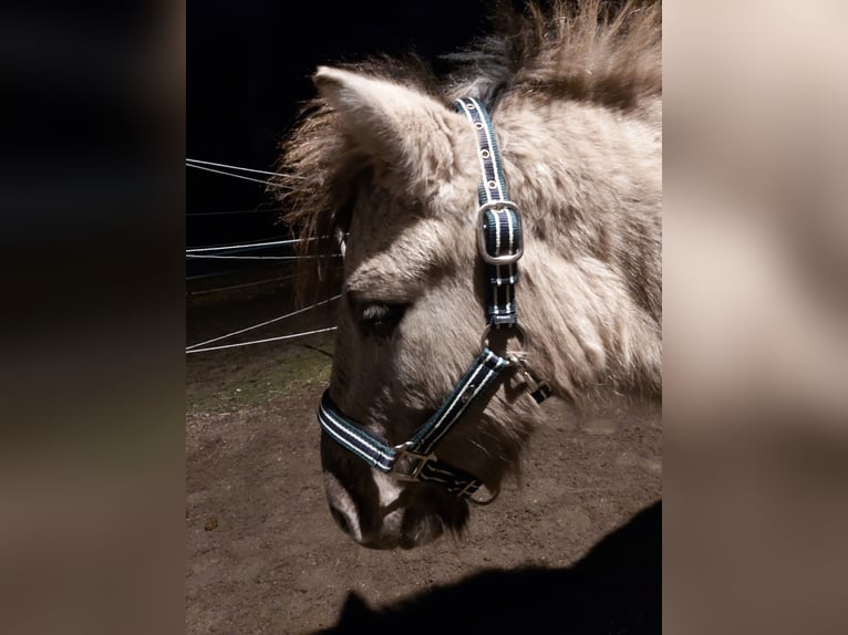 Konik Mix Gelding 4 years 11.2 hh  in Rohrdorf