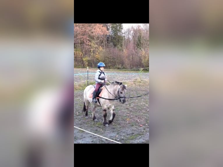 Konik Mix Gelding 4 years 11.2 hh  in Rohrdorf