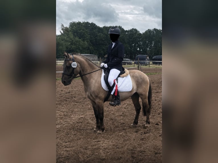 Konik Gelding 4 years 12.2 hh  in Bösel