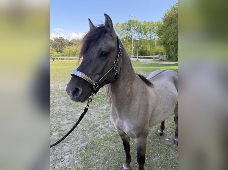 Konik Gelding 4 years 12.2 hh  in Bösel