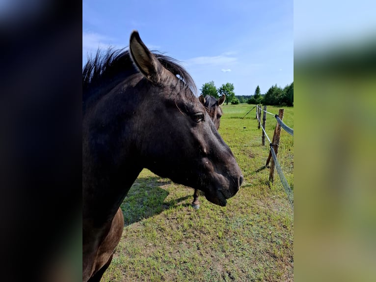 Konik Gelding 4 years 12,2 hh in Rogacze