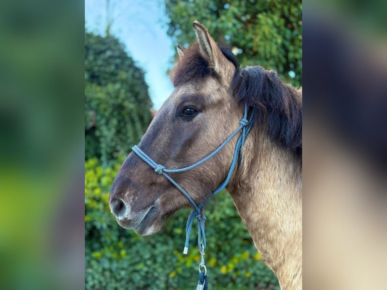 Konik Gelding 4 years 13.2 hh Dun in Eggermühlen