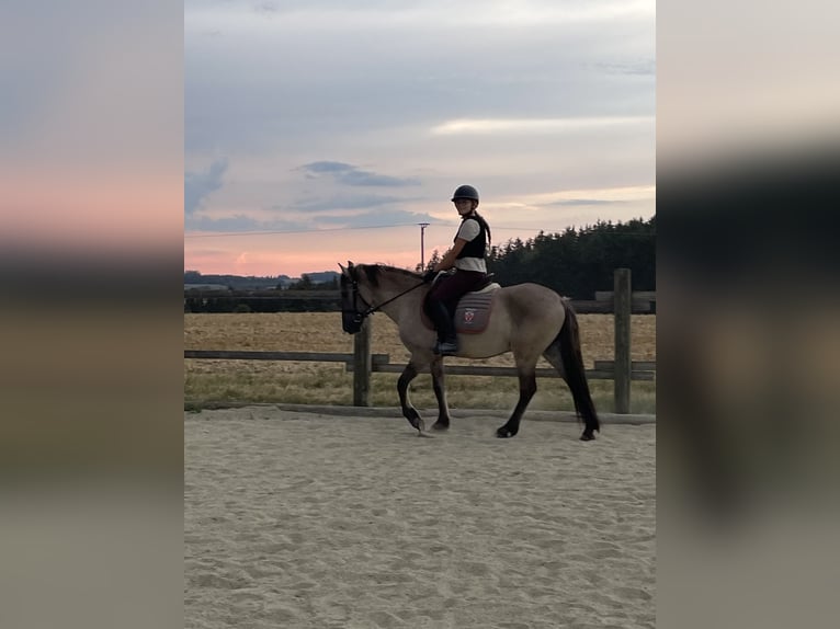 Konik Gelding 4 years 13,3 hh Dun in Hohenthann