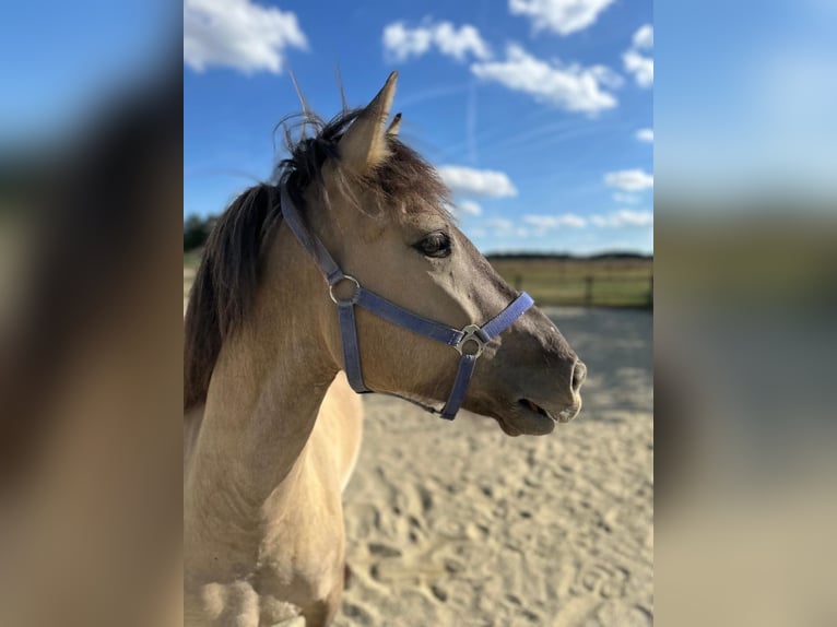 Konik Gelding 4 years 13,3 hh Dun in Hohenthann