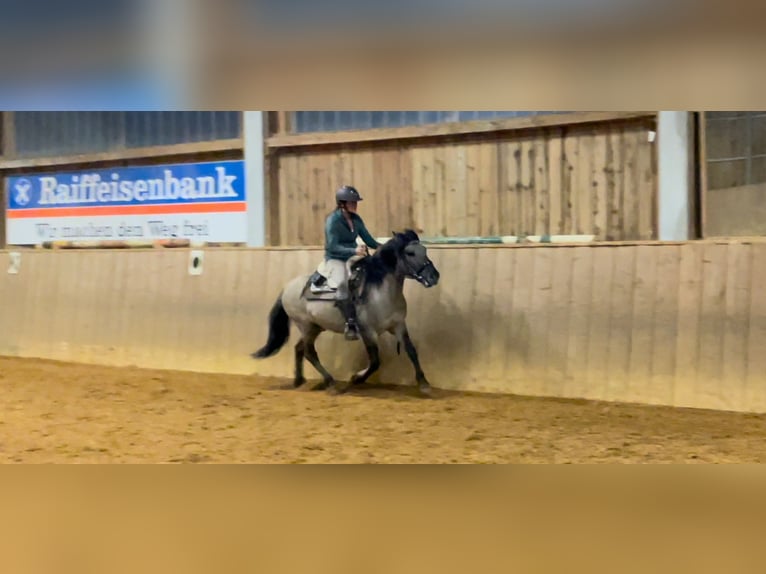 Konik Gelding 4 years 13,3 hh Dun in Fuchstal