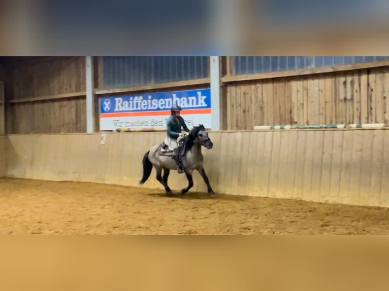 Konik Gelding 4 years 13,3 hh Dun in Fuchstal