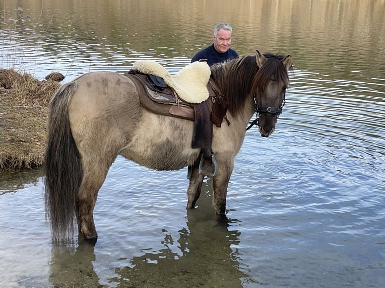 Konik Gelding 4 years 13,3 hh Dun in Fuchstal