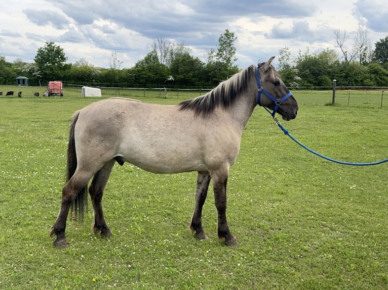 Konik Gelding 4 years 13.3 hh Dun in FuchstalFuchstal