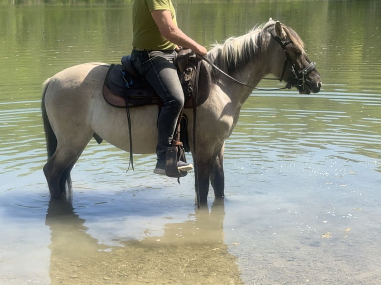 Konik Gelding 4 years 13.3 hh Dun in FuchstalFuchstal