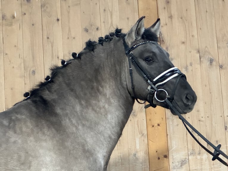 Konik Gelding 4 years 13,3 hh Dun in Riedlingen