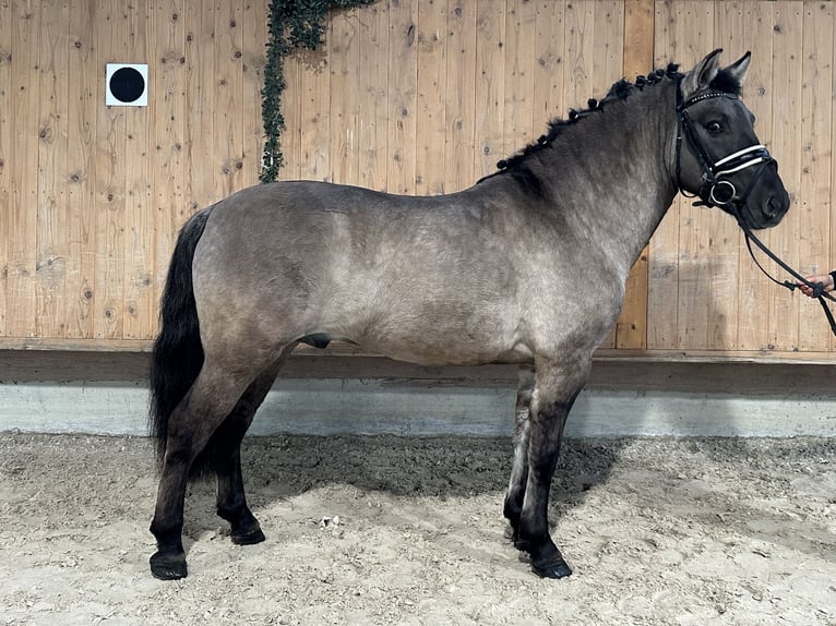 Konik Gelding 4 years 13,3 hh Dun in Riedlingen