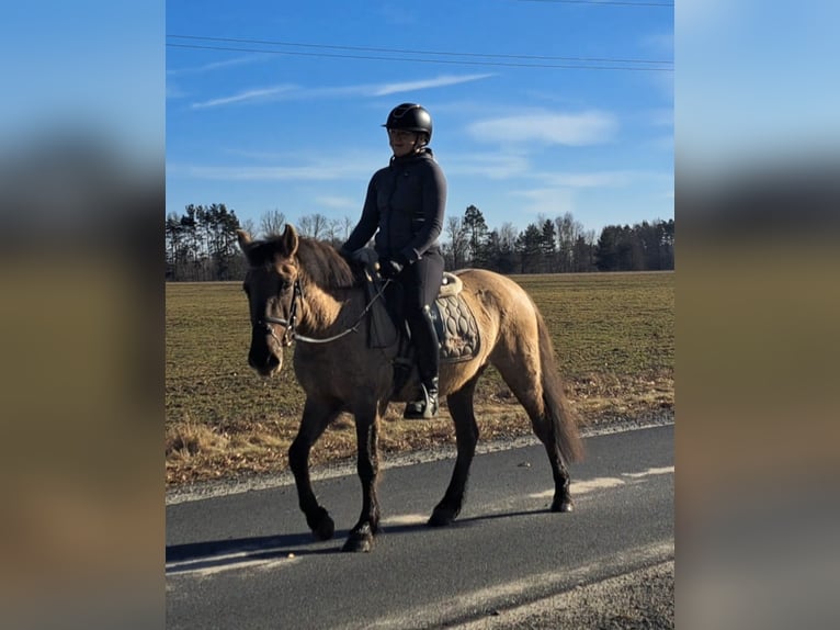 Konik Gelding 4 years 13.3 hh Dun in Forst
