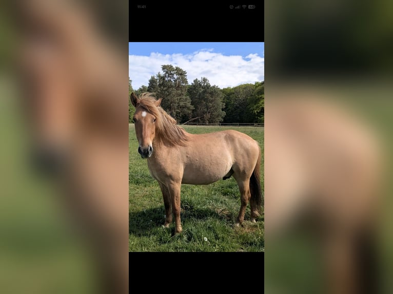 Konik Gelding 4 years 13,1 hh Bay in Rosenheim