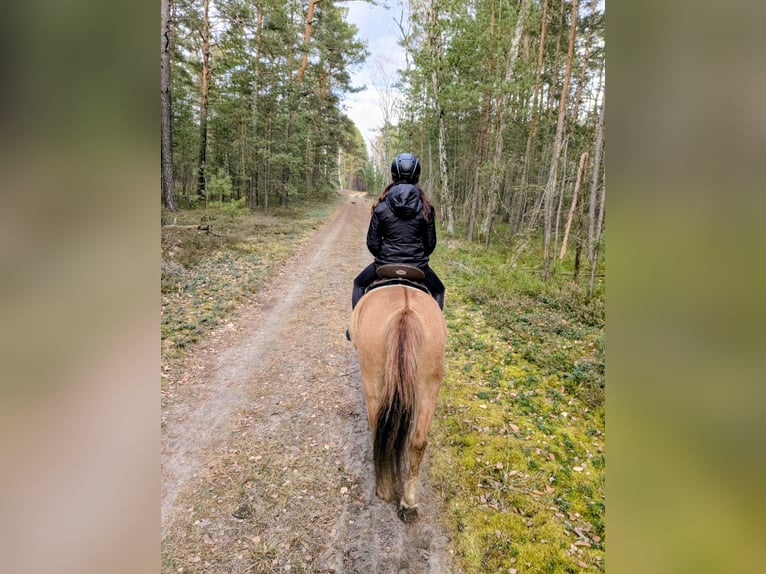 Konik Gelding 4 years 13,1 hh Bay in Rosenheim