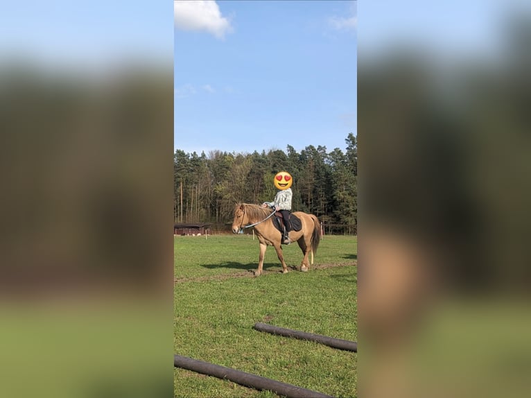 Konik Gelding 4 years 13,1 hh Bay in Rosenheim