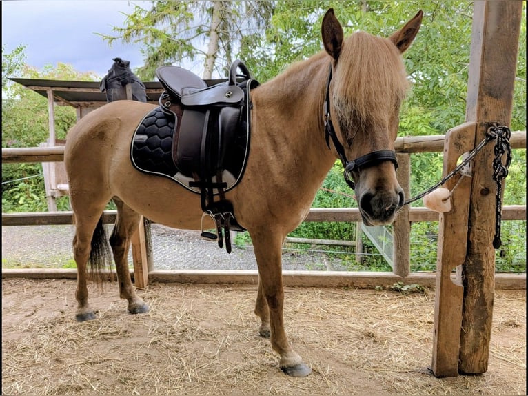 Konik Gelding 4 years 13,1 hh Bay in Rosenheim