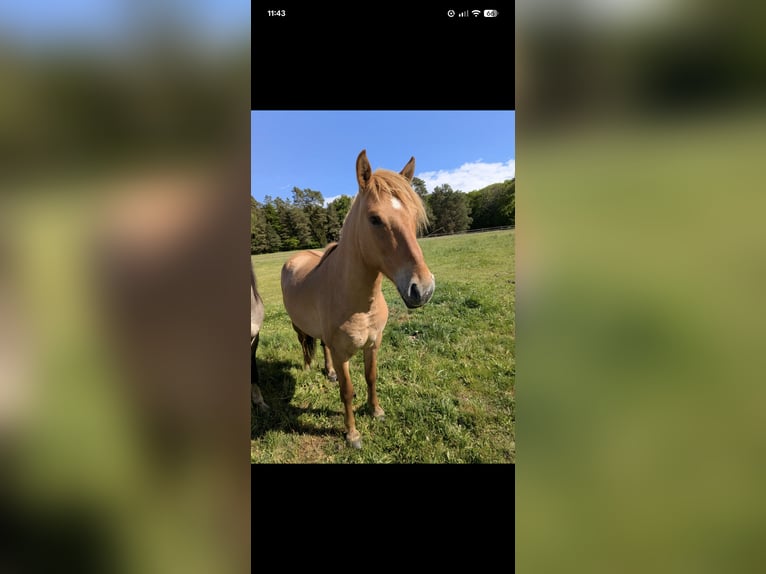 Konik Gelding 4 years 13,1 hh Bay in Rosenheim