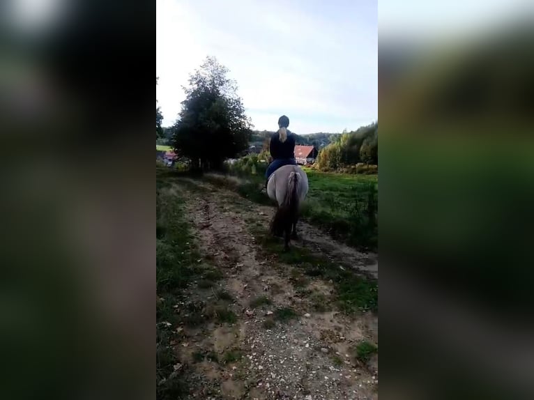 Konik Gelding 4 years 13,2 hh Dun in Forst Konik Gelding 4 years 13,2 hh Dun in Forst