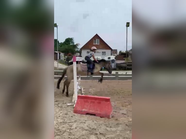 Konik Gelding 4 years 13,2 hh Dun in Forst