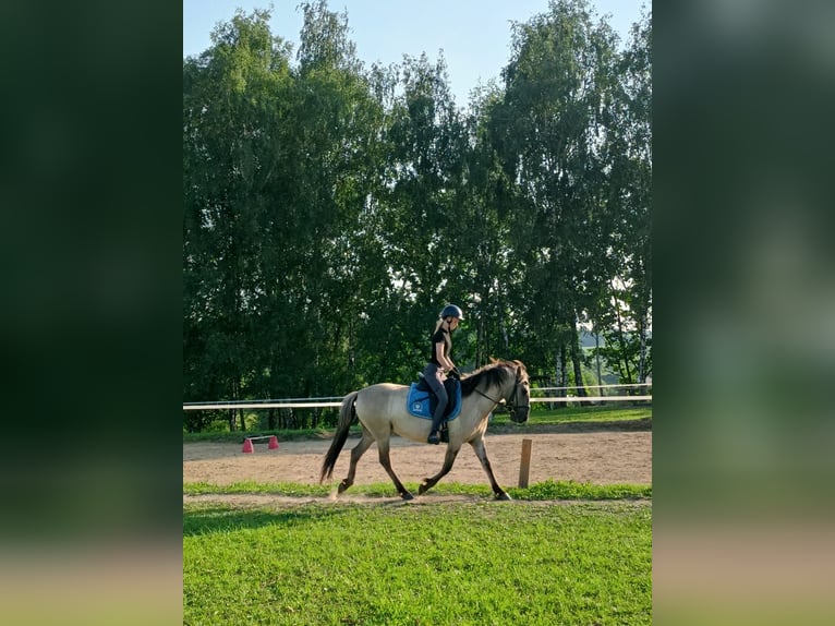Konik Gelding 4 years 13,3 hh Dun in Forst