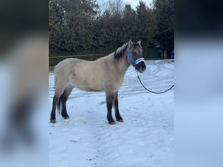 Konik Gelding 4 years 13,3 hh Dun in Fuchstal