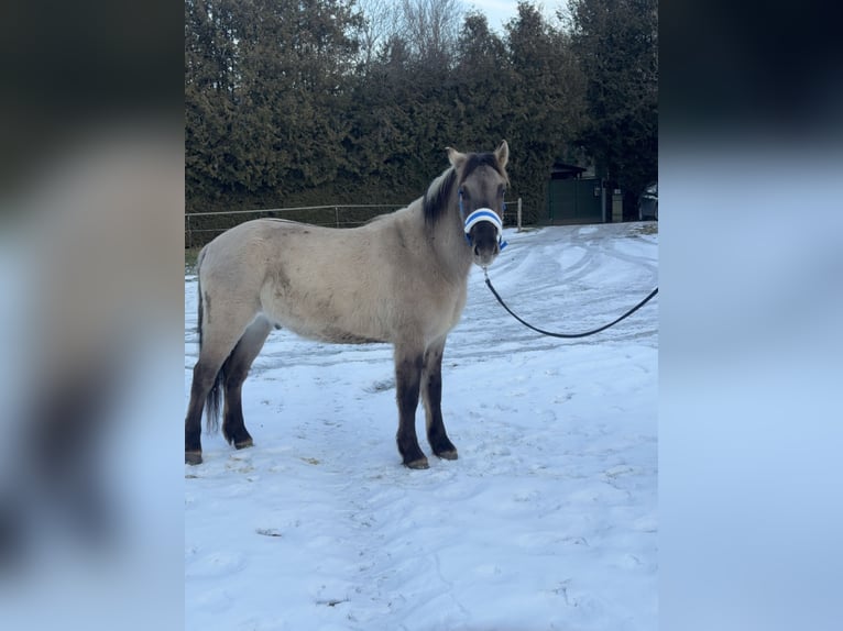 Konik Gelding 4 years 13,3 hh Dun in Fuchstal