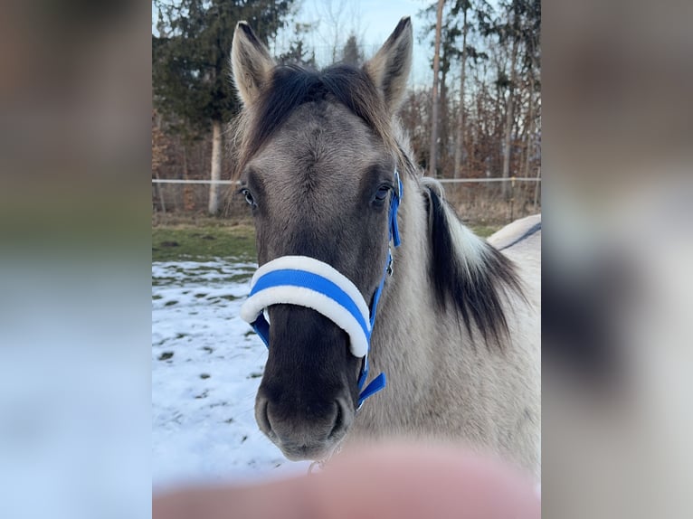 Konik Gelding 4 years 13,3 hh Dun in Fuchstal