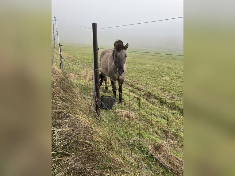 Konik Gelding 4 years 13,3 hh Dun in Kierling Klosterneuburg