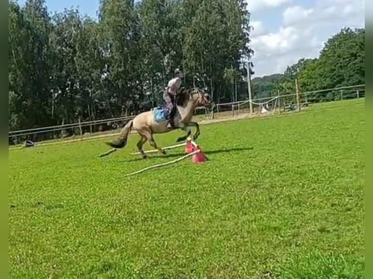 Konik Gelding 4 years 13,3 hh Dun in Forst